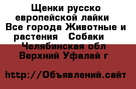 Щенки русско европейской лайки - Все города Животные и растения » Собаки   . Челябинская обл.,Верхний Уфалей г.